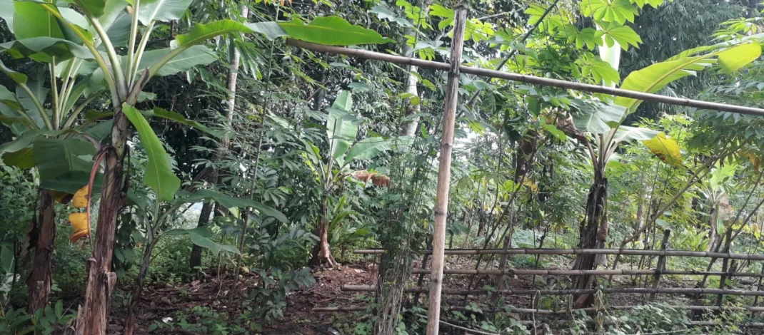 Desa Cinta Wargi Karawang Tak Miliki TPU Inge Ivona Protes Tanah Miliknya Dijadikan TPU